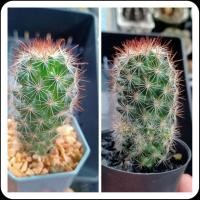 ราคา แคคตัส กระบองเพชร แมมหนามตะขอแดง ในกระถาง2นิ้ว Mammillaria mazatlanensis (10583286366)