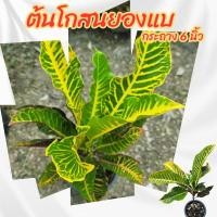 ราคา ต้นโกสน โกสนยองแบ กระถาง 6 นิ้ว(ส่งพร้อมกระถาง)พันธุ์โกสนหายาก (29241732523)