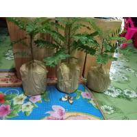 ราคา ต้นธรณีสาร 2ต้น200บาท (19093472493)