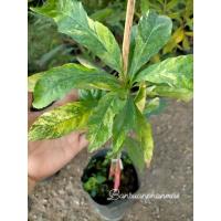 ราคา ต้นจิกน้ำใบด่าง ต้นเสียบยอด (18671625554)