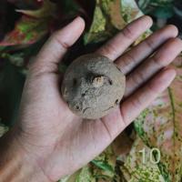 ราคา บัวบกโขด ไม้หัวไม่เลื้อย (7534744244)