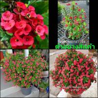 ราคา (ขาย ต้นพันธุ์) ดอก ต้น ต้นโป๊ยเซียน สีแดง สด ดอกเล็ก โป๊ยเซียน fadel (13547215813)