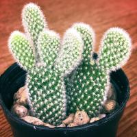 ราคา Opuntia microdasys แคคตัสหูกระต่าย/มิกกี้เม้าส์ (7454886676)