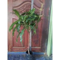 ราคา ต้นมะม่วงน้ำดอกไม้สีทองกิ่งทาบ ราคา 80บาทค่ะ (22082645687)