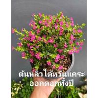 ราคา ต้นหลิวไต้หวัน ออกดอกตลอดปี (18075502348)