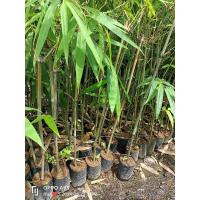 ราคา ไผ่ซางหม่น ราชินีไม้ไผ่ ขายต้นพันธุ์นะคะ ขนาดต้น80-100ซม.ส่งทั้งถุงชำ (28650669520)