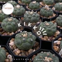 ราคา แอสโตรไฟตัม : แอสโตร กิ๊กโกะ เต่า Astrophytum asterias kikko cactus กระบองเพชร ราคาส่ง ราคาถูก สายลุ้น (11911920559)
