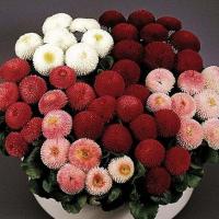 ราคา 100 เมล็ด อิงลิช เดซี่ ดอกเดซี่อังกฤษสีชมพู Bellis perennis 'Pomponette' (English Daisy) ดอกคละสี (43022785730)