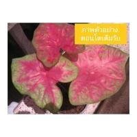 ราคา บอนสี บอนสีเงาะถอดรูป (10758230953)