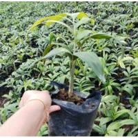 ราคา ต้นปาล์มฟอกเทล ราคาขายต่อ 2ต้น #ต้นกล้าฟอกเทล #ปาล์มหางกระรอก#ไม้ประดับ (6165890799)