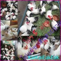 ราคา ไข่เชืีอ​ไก่แจ้​ไข่ลุ้นเชื้อไก่แจ้ขาวหางดำ ซื้อ5ฟองแถม1ฟอง (14149212529)