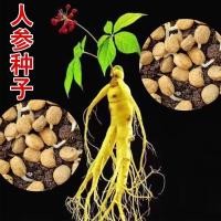 ราคา เมล็ดโสมภูเขาฉางไป๋ป่าภูเขาโสมเมล็ดตะวันตกโสมเมล็ดสี่ฤดูกาลระเบียงกระถางวัสดุพืชง่ายต่อการเฉิงสดเมล็ดพร้อม (58000344006)