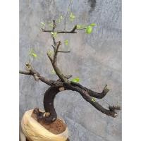 ราคา ตะโก ความสูงต้น 45 ซม. ระยะพุ่ม 50 ซม. (43559391836)