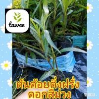 ราคา ต้นต้อยติ่งฝรั่ง ฟ้าประทานพร ต้นฟ้าประทานพร ดอกสีม่วง ใส่​ถุง​ 4​ ต้นสูง 25-30 ซม. ปลูกกลางแจ้ง ชอบแดด ต้นต้อยติ่งฝรั่ง (8304698437)