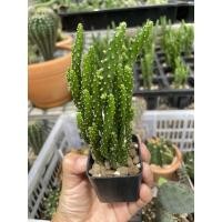 ราคา สามร้อยยอด (Opuntia Monacantha) (8744182463)