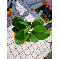 ราคา เปเปอร์หยก ไม้ผอกอากาศ ไม้มงคล (14408749352)