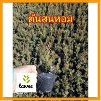 ราคา ต้นสนหอม ต้นสนหอมไล่ยุง​ สนหอมไล่ยุง​ ถุง​ชำ4​นิ้ว​ (21074868305)