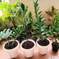 ราคา ต้นกวักมรกต กวักมรกต ไม้มงคล ไม้ฟอกอากาศ ไม้ประดับ พร้อมกระถาง (4038407027)