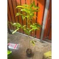 ราคา มะฮอกกานี1ต้น120บาทเพาะเมล็ด (43503552606)