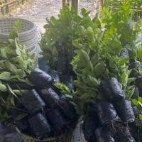 ราคา กิ่งมะนาวพันธุ์ แป้นพวง (5134354838)