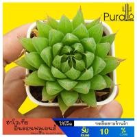 ราคา ต้นไม้อวบน้ำ กุหลาบหิน ฮาโวเทีย อินคอนฟลูเอนส์ Haworthia inconfluens (ฟร์อมกอ)#succulents #Haworthia (3437641208)