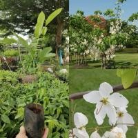 ราคา ต้นคูนขาว ต้นคูนดอกขาว (43107492610)