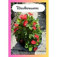 ราคา ต้นโป๊ยเซียนแคระ ดอกสีแดง ไม้มงคล ทนแดด ออกดอกทั้งปี กระถาง 6 นิ้ว (42168085595)