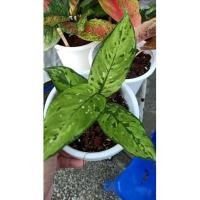 ราคา อโกลนีมา Aglaonema หรือ แก้วกาญจนา (13104231128)