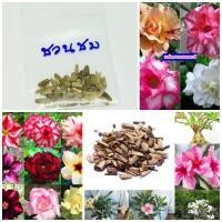 ราคา ขายส่ง 100 เมล็ด เมล็ดชวนชม คละสี คละสายพันธุ์ Adenium Seeds กุหลาบทะเลทราย ดอกไม้แห่งความร่ำรวย ชวนชมบอนไซ ชวนชมแคระ (1518645667)