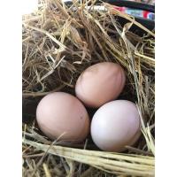 ราคา ไข่เชื้อไก่ไข่ พันธุ์ โร๊ดแดง อเมริกา 3 ฟอง (23518760779)