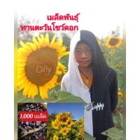 ราคา เมล็ดพันธุ์ทานตะวัน 1,000เมล็ด ดอกใหญ่สวยงาม ทนแล้งให้ผลผลิตสูง (5719319119)