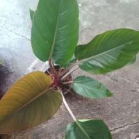 ราคา ต้นเเบลคคาดินัล(ต้นโคตรรวย) ต้นเล็ก ( ในภาพเป็นตัวอย่างตอนโตนะคะ) ขอดูต้นจริงได้ก่อนสั่งนะคะ/ไม้ประดับ/ไม้มงคล (4343708654)