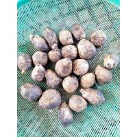 ราคา ผลหมากแห้ง ครึ่ง,1กก.(ให้เลือก) ใช้ปลูกหรือทาน หมาก หมากกินกับพลู ต้นหมาก หมากสง ต้นหมาก หมาก หมากแห้ง ลูกหมากแห้ง (24315317925)