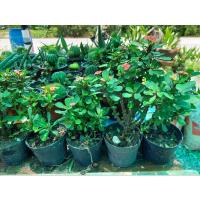 ราคา โป๊ยเซียนแคระ (ดอกสีชมพู) (20420747249)