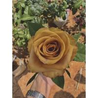 ราคา กุหลาบToffeeสีเหลืองทอง (21704457719)