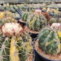 ราคา เมล็ด เมโลด่าง ลดพิเศษ 50% Melocactus curvispinus variegated มีราคาส่ง เก็บจากที่บ้านเอง (22142170445)