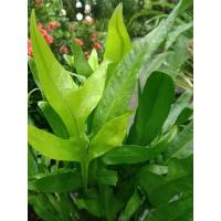 ราคา เฟิร์นฮาวาย กระถ่าง 6นิ้ว 45฿ (13005232886)