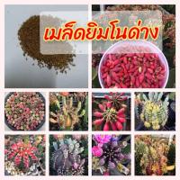 ราคา เมล็ดยิมโนด่าง ยิมโนด่าง เก็บจากต้นแม่พันธุ์ด่าง (12673680304)