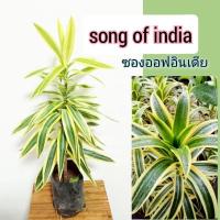 ราคา ต้นซองออฟอินเดียไม้ฟอกอากาศใบเขียวขอบเหลืองชุดนี้40ซม.ต้นแข็งแรงคัดสวยๆ (11632894416)