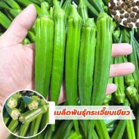 ราคา เมล็ดพันธ์ุ กระเจี๊ยบเขียว กระเจี๊ยบมอญเขียว ฝักใหญ่ ฝักดก ปลูกง่ายมาก บรรจุ 120 เมล็ด (27721713732)