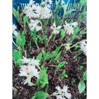 ราคา ว่านจูงนาง4สี4,8หน่อ(ชำแล้วพร้อมปลูก)จูงโชคลาภ นางตาม กล้วยไม้ดิน ไม้มงคล หัวว่าน หัว (5584353828)