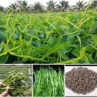 ราคา เมล็ดพันธุ์ผักบุ้งแก้วหรือผักบุ้งเย็นตาโฟ (24057677319)