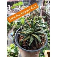 ราคา ม้าเวียนด่าง ว่านม้าเวียนด่าง พันธุ์ว่านน่าสะสม ☘️☘️ (2998372040)