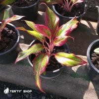 ราคา ต้นแสงเงินแสงทอง (แก้วกาญจนา) (14402864114)