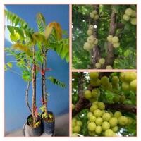 ราคา ต้นมะยมกิ่งตอนถุงดำพร้อมปลูก(ติดลูกง่าย) (22020248335)