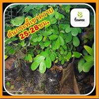 ราคา ต้นกระพี้เขาควาย ไม้ป่า ราคาเเพง กระพี้เขาควาย ตระกูลเดียวกับ ต้นพยูง (18074890685)