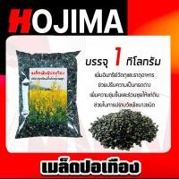 ราคา เมล็ดพันธุ์ปอเทือง บรรจุ 1กิโลกรัม เมล็ดปอเทือง เม็ดปอเทือง พันธุ์ปอเทือง เม็ดพันธุ์ปอเทือง ดอกปอเทือง ต้นปอเทือง (25887578029)