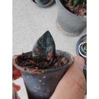 ราคา กวัก​มรกต​ดำด่าง​ กวักดำด่าง (29767784144)