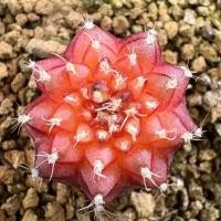 ราคา ❤️❤️มีส่งด่วน❤️❤️แคคตัส นีออน (Neon#50)/Cactus /Gymno/Gymnocalycium/ยิมโนด่าง (44172757958)