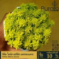ราคา ต้นไม้อวบน้ำ กุหลาบหิน แพรทองแคระ Sedum Minus Aureus ต้นเศรษฐีแพรทอง #succulent #เมล็ดพันธุ์พืช (17882975558)